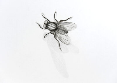 Drawing, fly